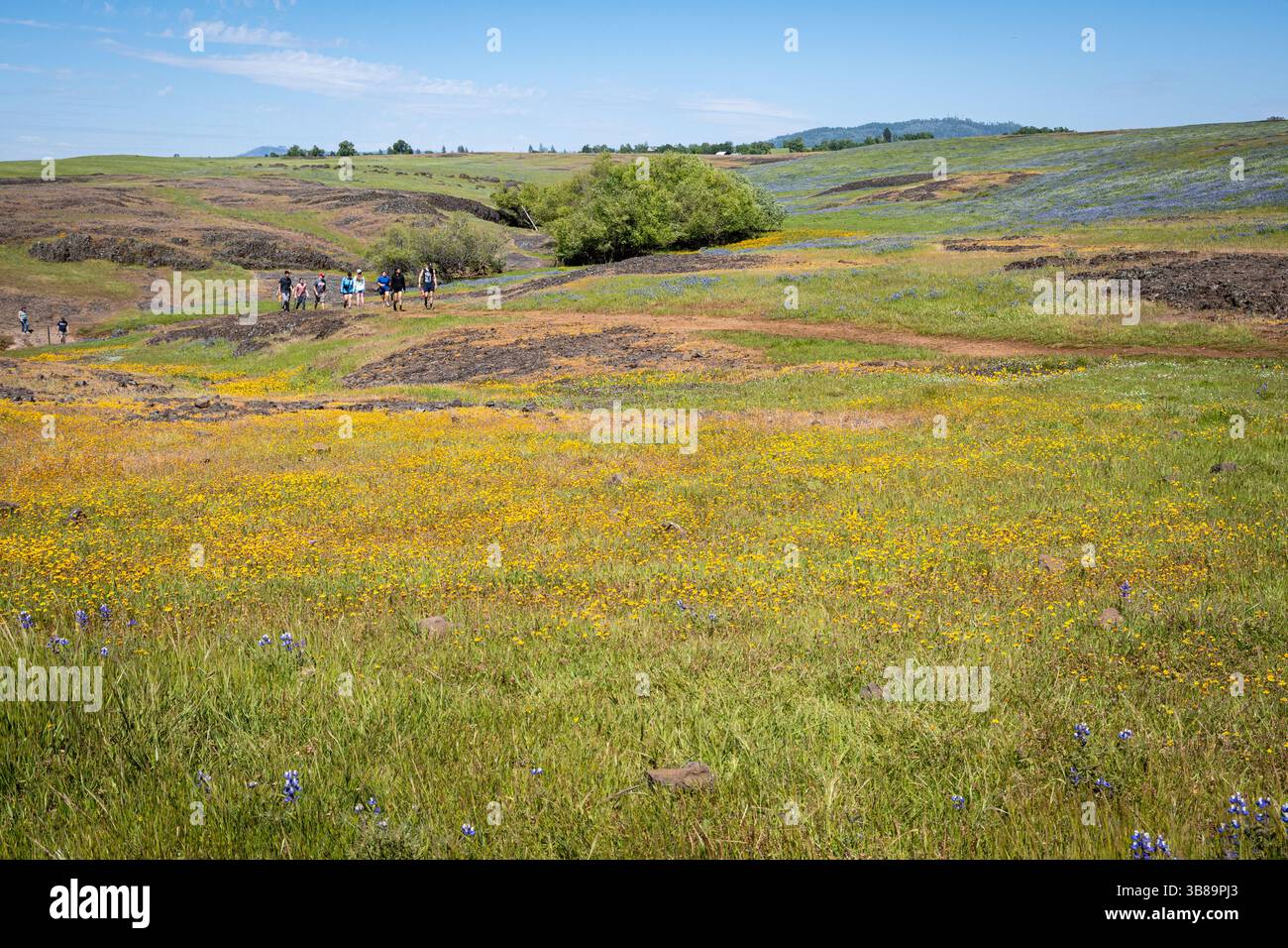 Un gruppo di escursionisti cammina tra i fiori selvatici in una giornata di sole primaverili nella riserva ecologica di North Table Mountain, situata nella contea di Butte. Foto Stock