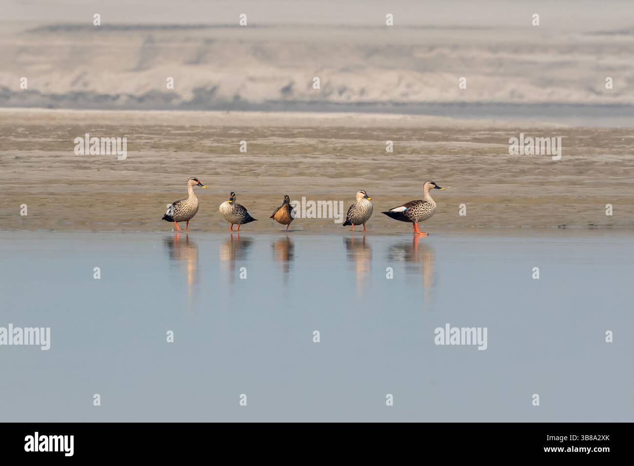 L'anatra indiana a becco saltato (Anas poecilorhyncha) è una specie di anatra grossa che è un'anatra riproduttiva non migratoria in tutta l'acqua dolce Foto Stock