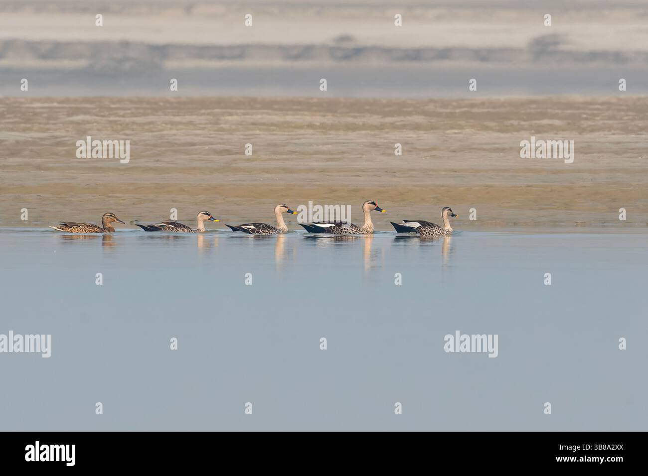 L'anatra indiana a becco saltato (Anas poecilorhyncha) è una specie di anatra grossa che è un'anatra riproduttiva non migratoria in tutta l'acqua dolce Foto Stock
