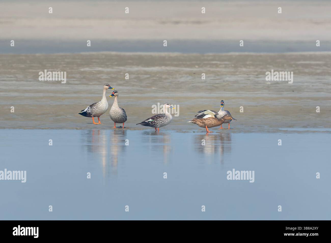 L'anatra indiana a becco saltato (Anas poecilorhyncha) è una specie di anatra grossa che è un'anatra riproduttiva non migratoria in tutta l'acqua dolce Foto Stock