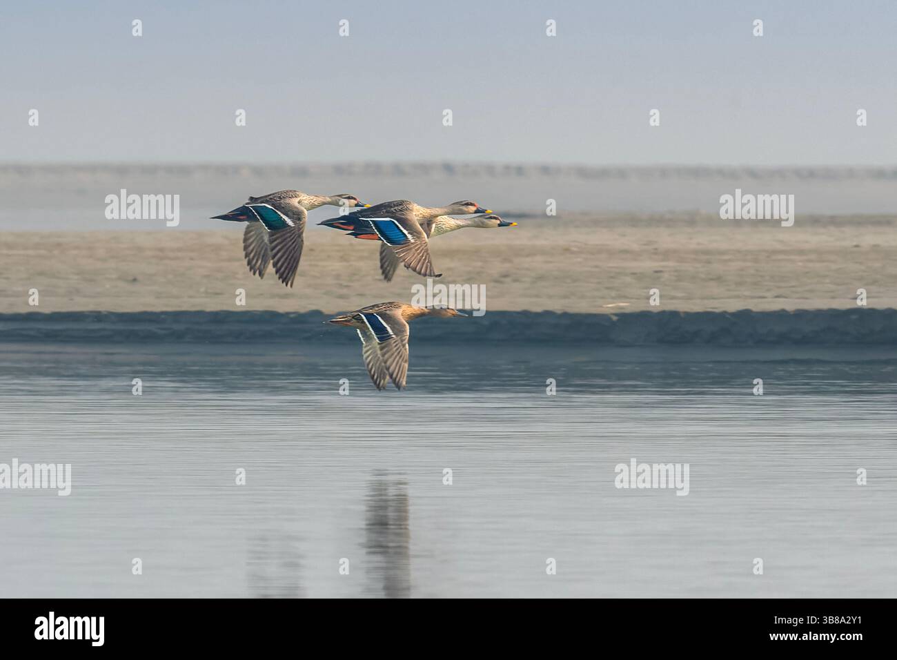 L'anatra indiana a becco saltato (Anas poecilorhyncha) è una specie di anatra grossa che è un'anatra riproduttiva non migratoria in tutta l'acqua dolce Foto Stock
