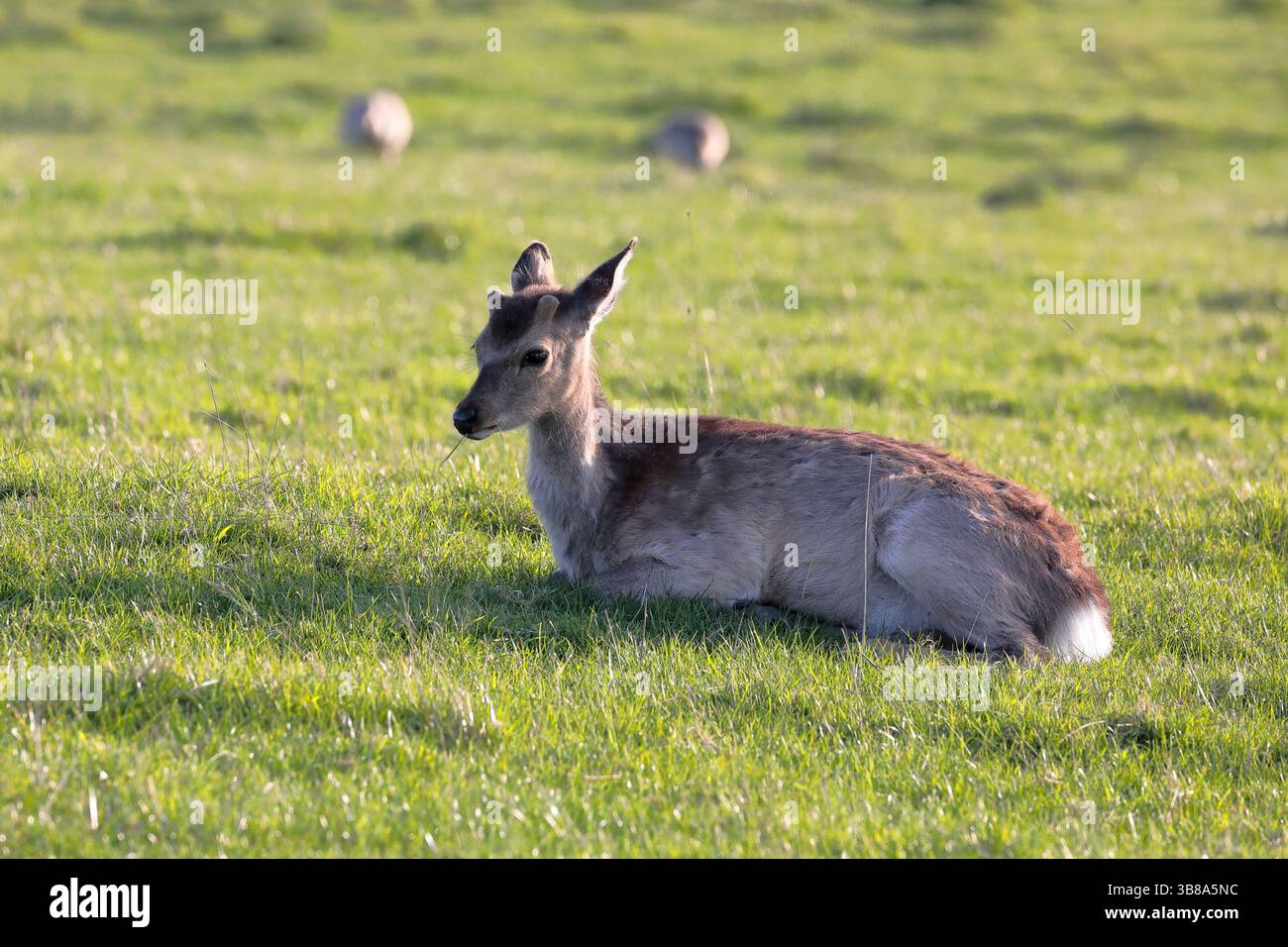 Un giovane cervo rosso (cervus elpahus) seduto sull'erba rivolta verso sinistra Foto Stock