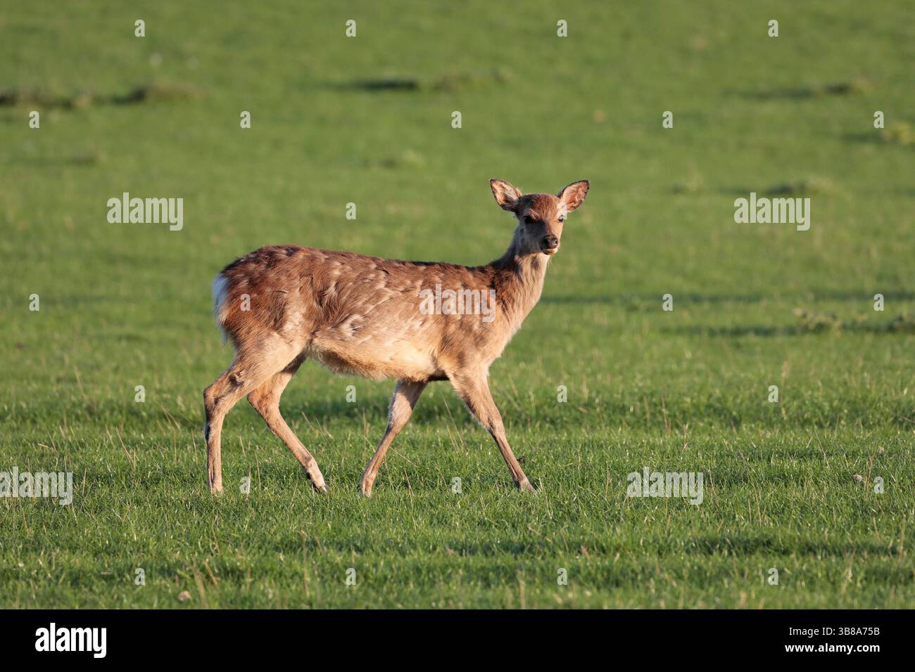 Un giovane cervo (dama dama) ha fatto la sua comparsa camminando sull'erba Foto Stock