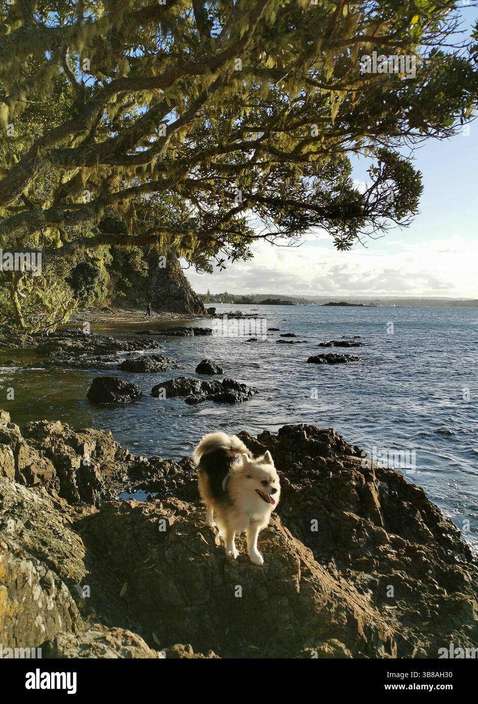 Spitz chihuahua cane di razza mista che cammina lungo la costa rocciosa della nuova Zelanda Foto Stock
