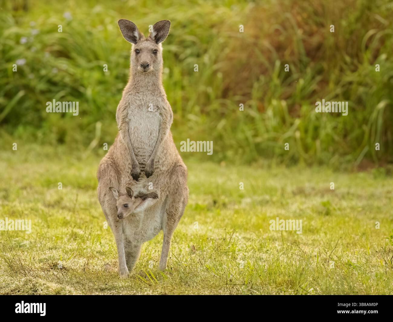 Eastern Grey Kangaroo, Macropus giganteus, con Joey nella sua custodia alla luce del sole del mattino con uno sfondo verde naturale nel Queensland, Australia. Foto Stock