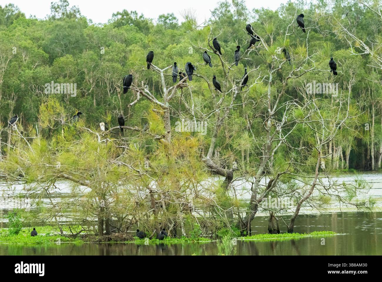 Piccolo cormorano nero (Phalacrocorax sulcirostris), piccolo cormorano tutto nero con occhi verdi e una lucentezza verdastra sulla schiena. Foto Stock
