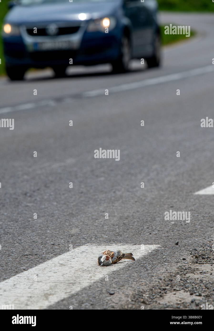 Uccello morto sul marciapiede della strada con un'auto di passaggio sullo sfondo. Uccello ucciso sulla strada. Foto Stock