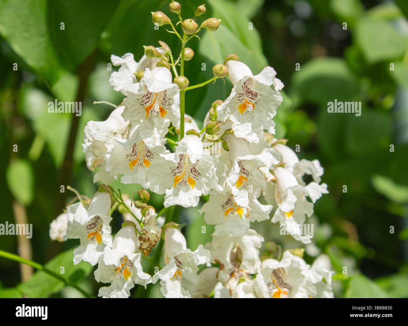 Ramo con fiori bianchi e foglie verdi della pianta Catalpa bignonioides comunemente nota come Catalpa meridionale, sigaro o fagiolo indiano in un soleggiato Foto Stock