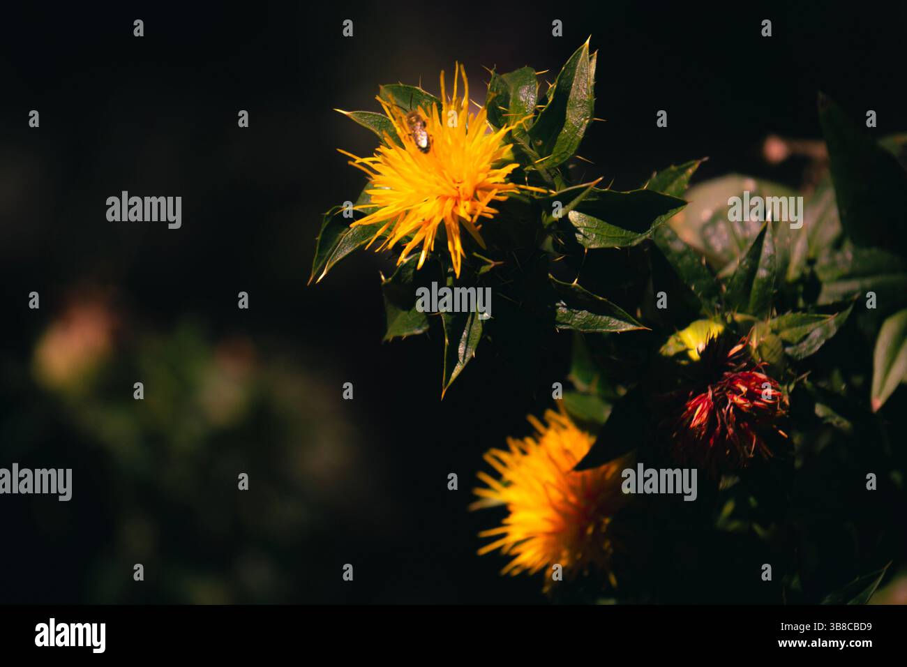 Piccolo insetto alato su un bel fiore giallo Foto Stock