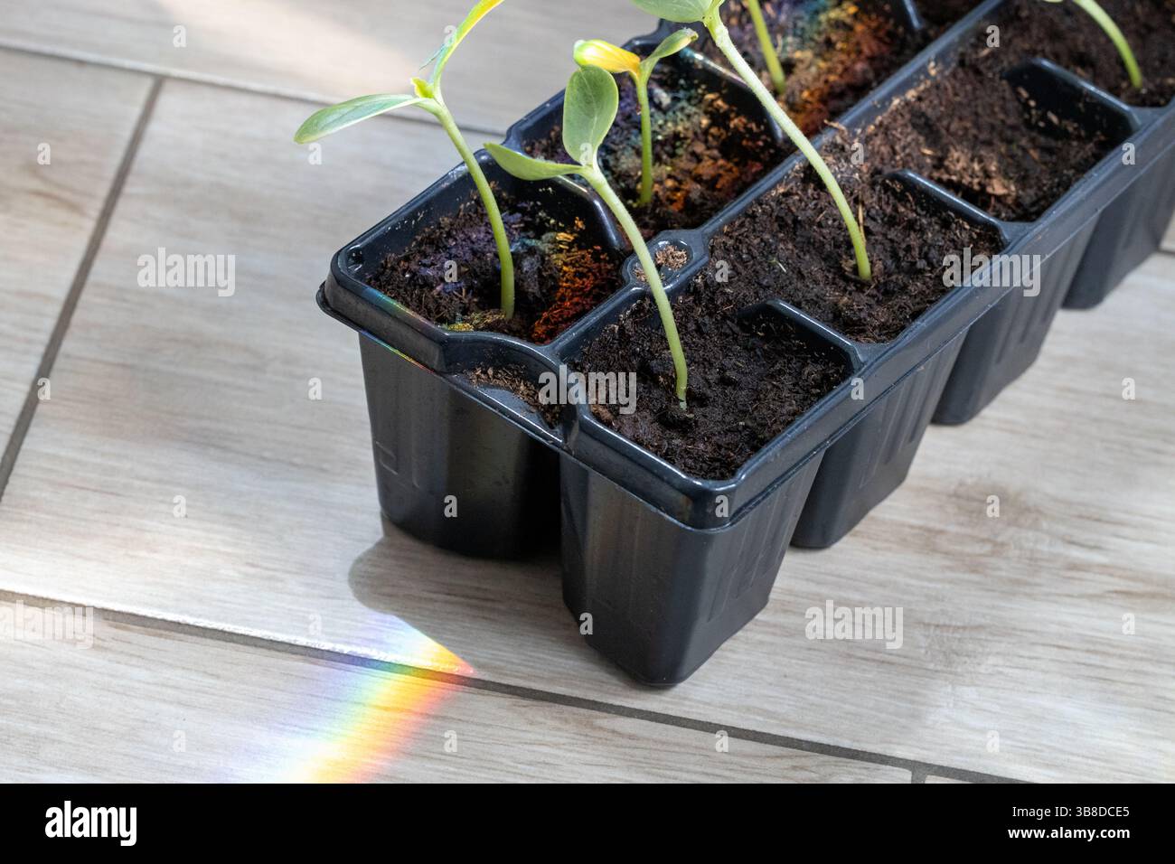 Piantine giovani in vassoio di plastica con Rainbow Light Foto Stock