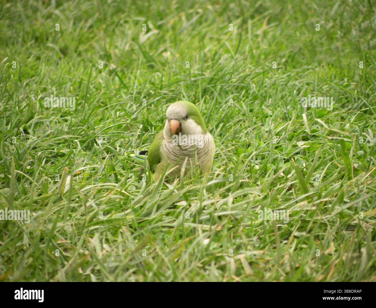 Piccolo pappagallo che mangia erba verde Foto Stock