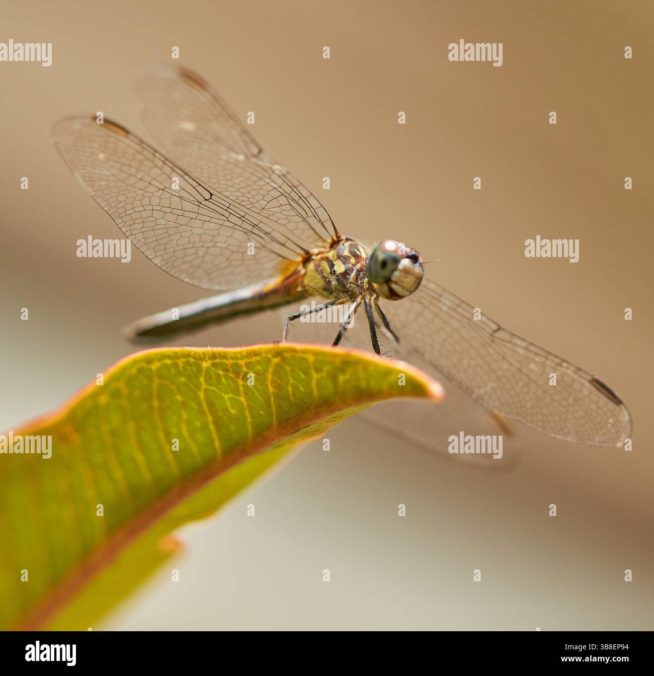 Una libellula è un insetto volante appartenente all'infraordine Anisoptera sotto l'ordine Odonata. Sono note circa 3.000 specie di libellule esistenti! Foto Stock
