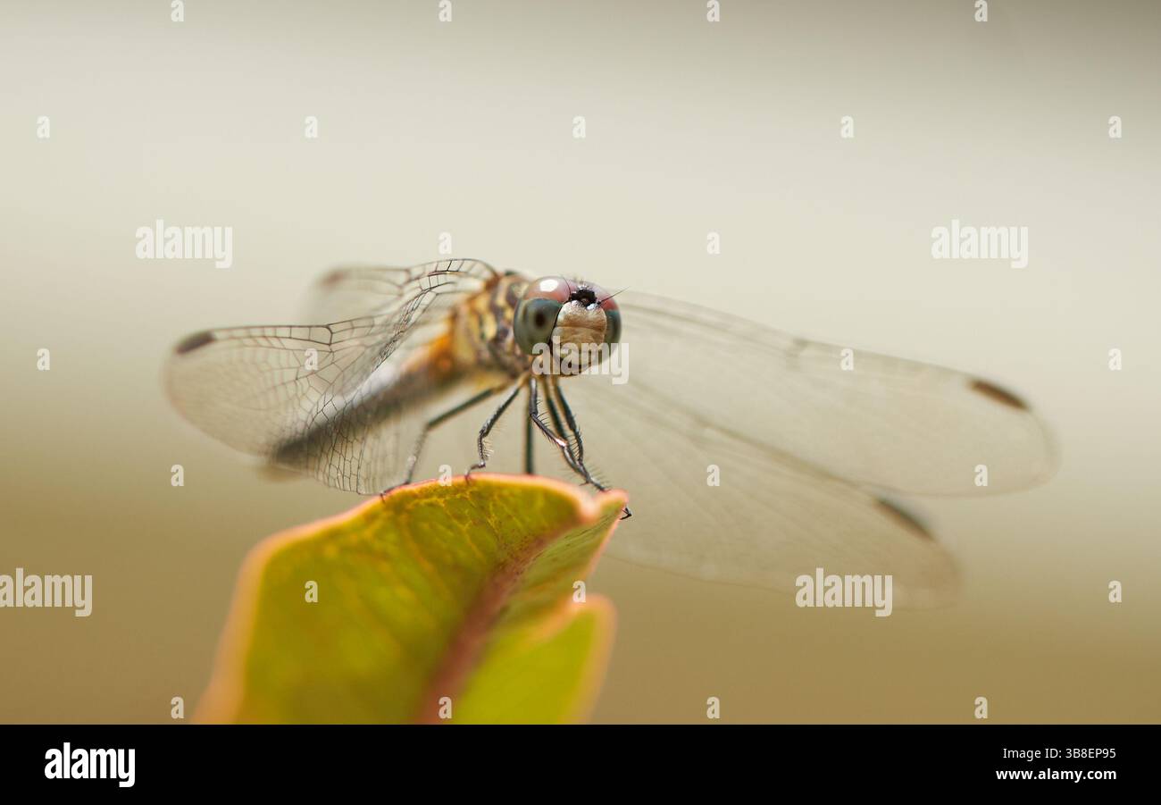 Una libellula è un insetto volante appartenente all'infraordine Anisoptera sotto l'ordine Odonata. Sono note circa 3.000 specie di libellule esistenti! Foto Stock