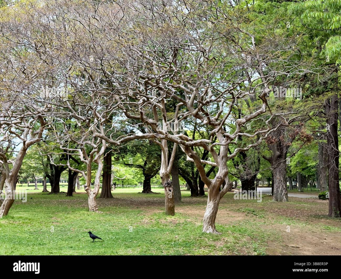 Alberi senza corteccia unici nel parco pubblico della città di Shibuya in Giappone Foto Stock