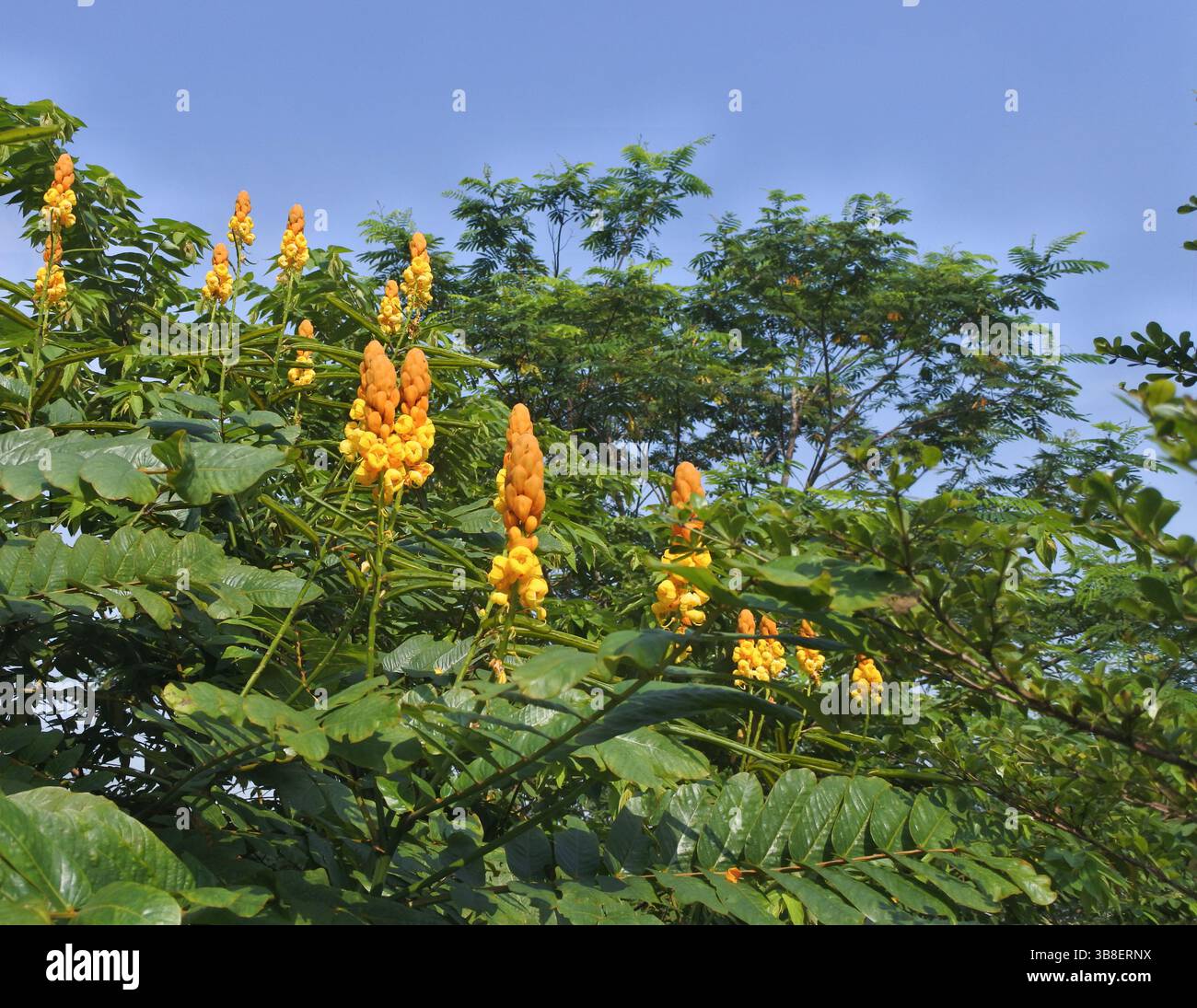 Fiore di Gelinggang, una bella pianta selvatica anche se cresce in cespugli, altri nomi come il razzista cinese Ketepeng Foto Stock