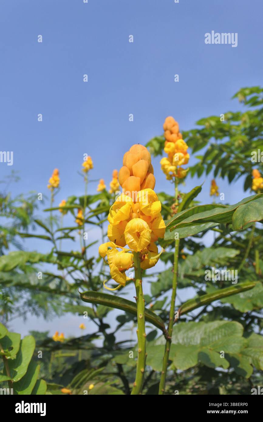 Fiore di Gelinggang, una bella pianta selvatica anche se cresce in cespugli, altri nomi come il razzista cinese Ketepeng Foto Stock
