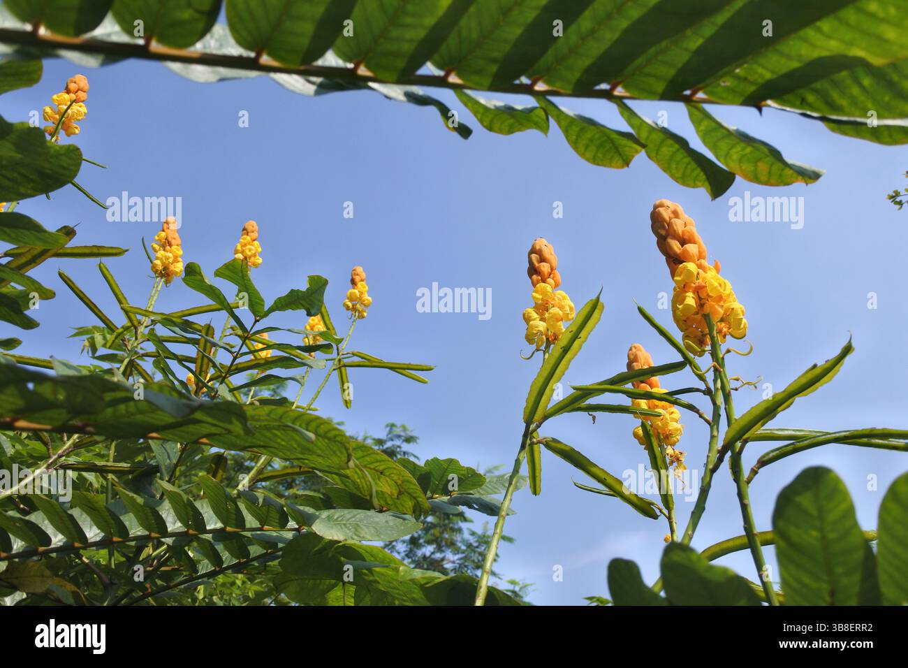 Fiore di Gelinggang, una bella pianta selvatica anche se cresce in cespugli, altri nomi come il razzista cinese Ketepeng Foto Stock