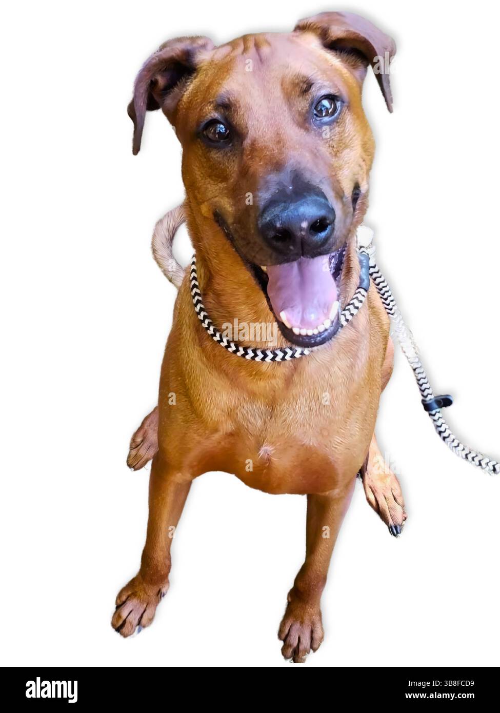 Il cane marrone dagli occhi larghi sorride con la bocca aperta e le orecchie accarezzate, seduto in una posa gioiosa con un audace guinzaglio di corda bianco e nero e un pulito sfondo bianco. Foto Stock