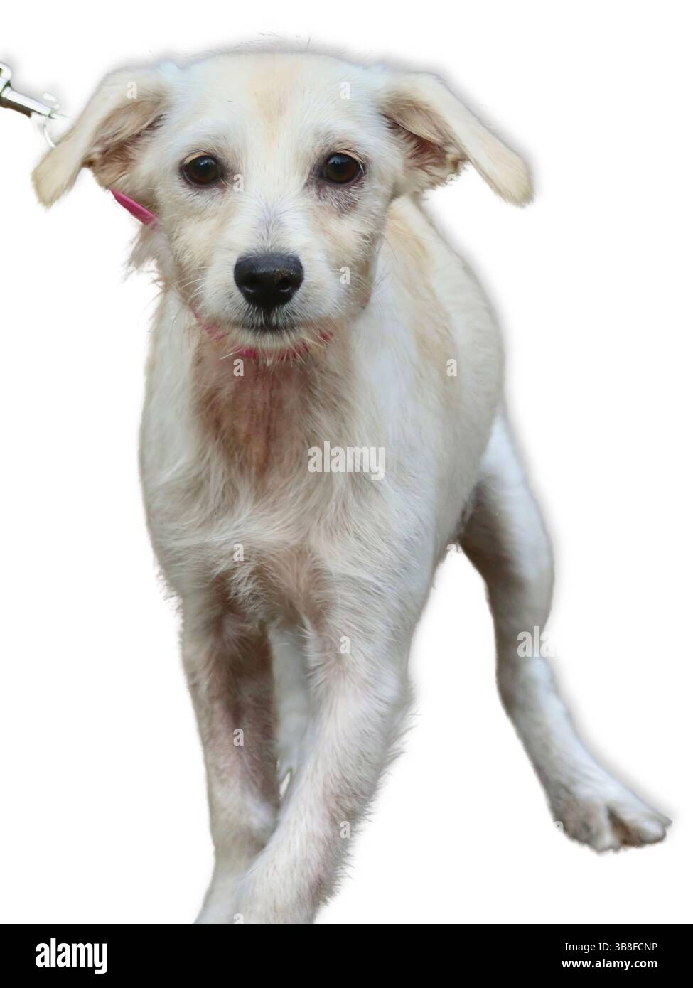 Il terrier Mix bianco ruvido si distingue con una zampa alzata e ampi occhi marroni, catturati a metà passo su un guinzaglio con uno sfondo morbido e curioso Foto Stock