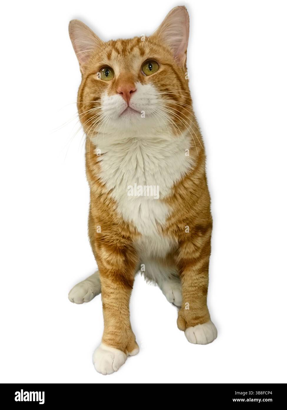Il gatto tabby arancione con petto bianco e zampe si siede con attenzione, guardando verso l'alto con ampi occhi verdi e baffi morbidi su uno sfondo bianco pulito. Foto Stock