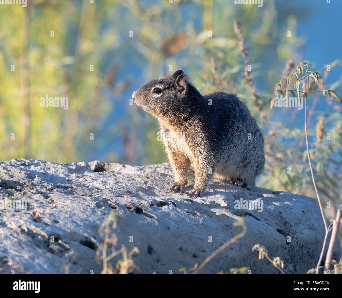 Texas Rock Squirrel (Spermophilus variegatus) seduto sulle rocce che circondano il lago Travis, Texas, Stati Uniti Foto Stock