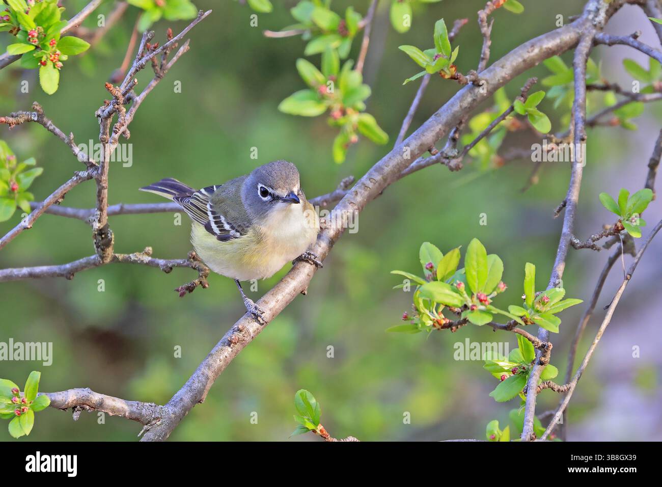 Vireo dalla testa blu appollaiato su un ramo d'albero con sfondo verde, Canada Foto Stock