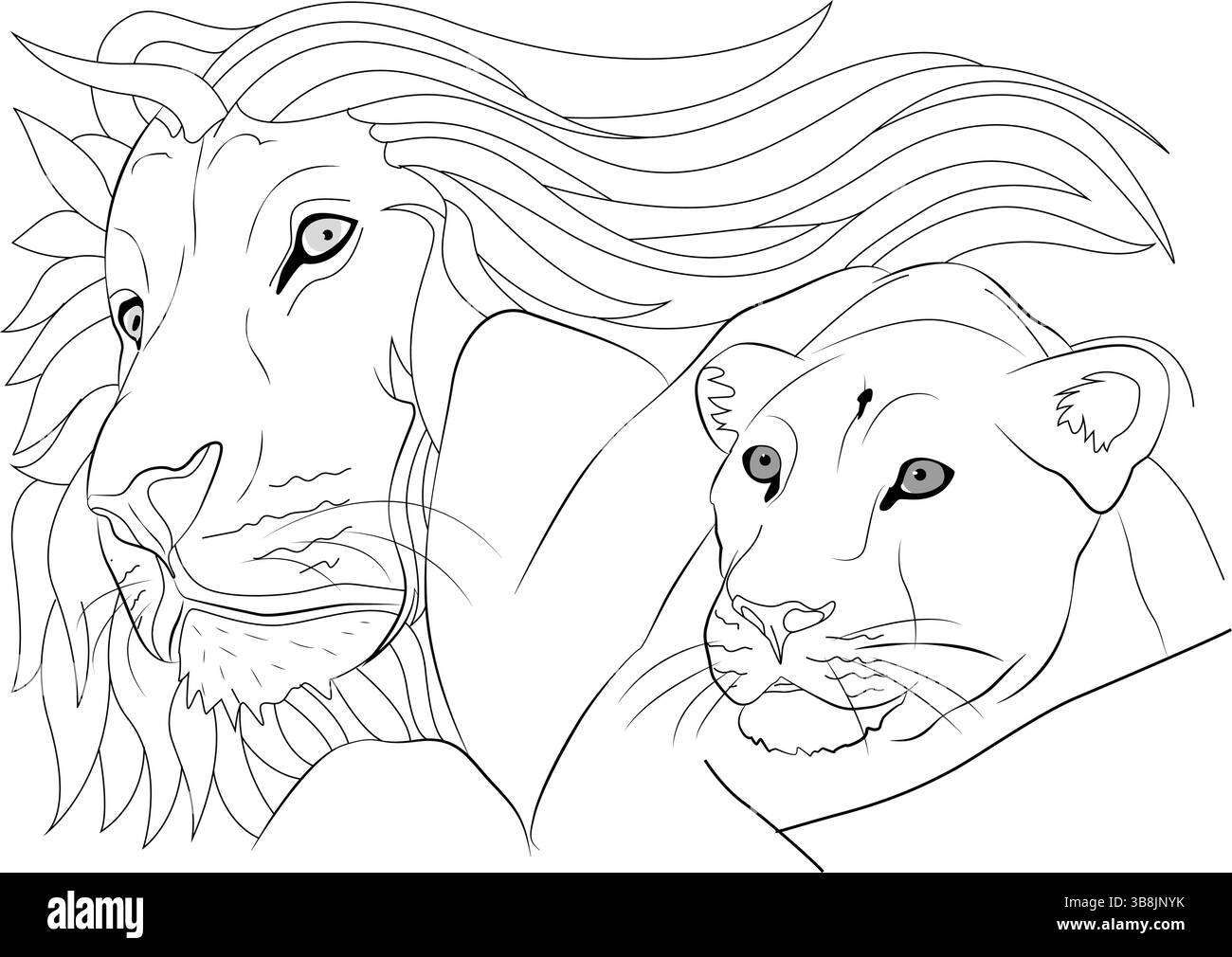 Dettagliate illustrazioni in bianco e nero con un primo piano di un maestoso leone maschile con una criniera fluente e una potente leonessa. Perfetto per col Illustrazione Vettoriale