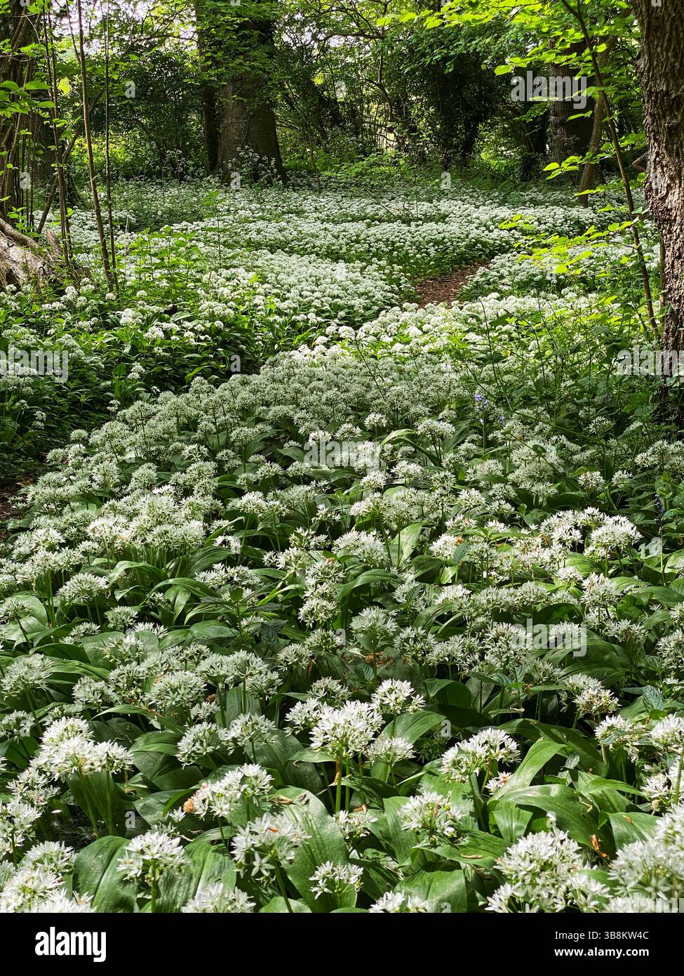 Aglio selvatico che cresce nel bosco - Immagine stock catturata con smartphone