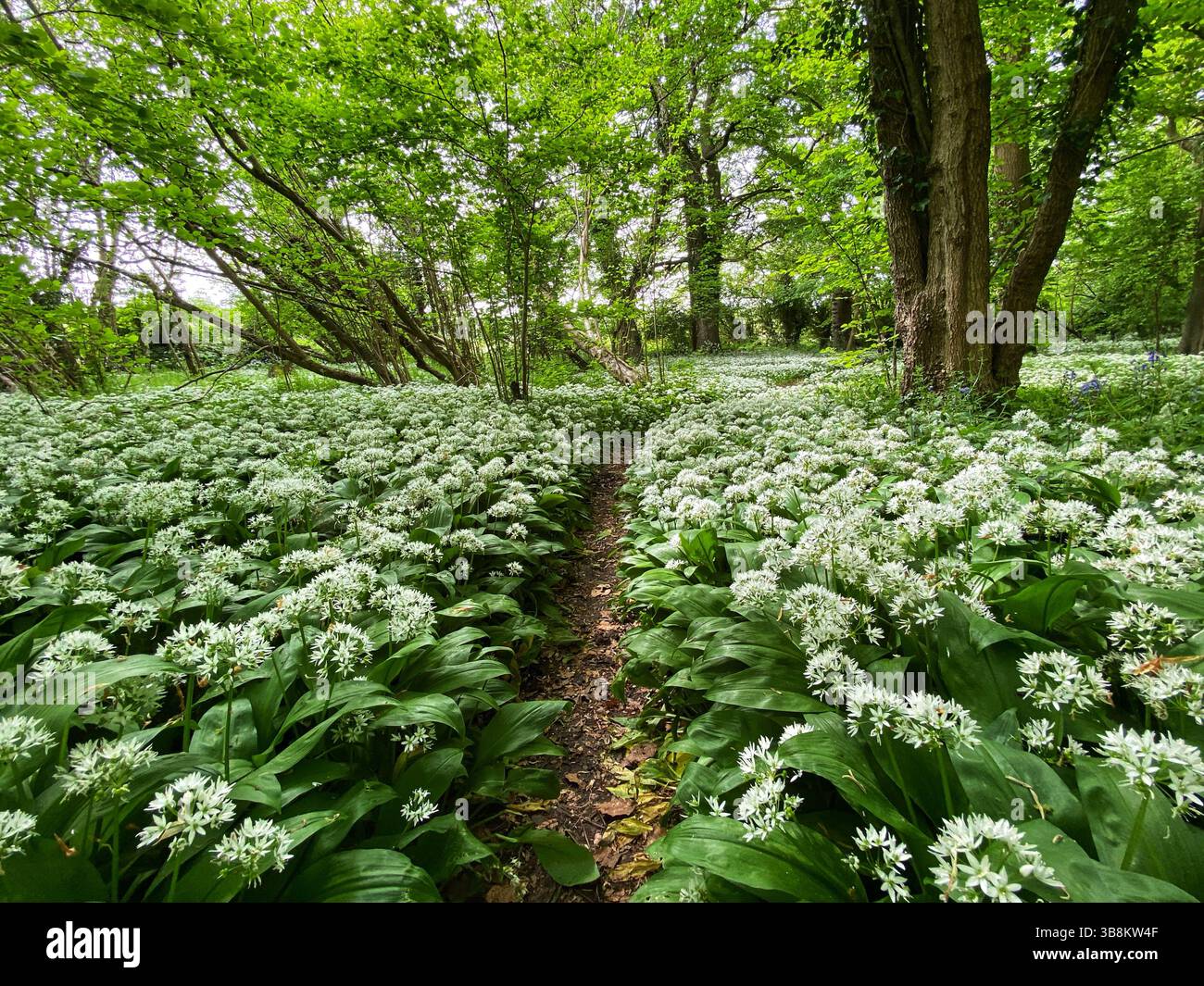 Aglio selvatico che cresce nel bosco - Immagine stock catturata con smartphone