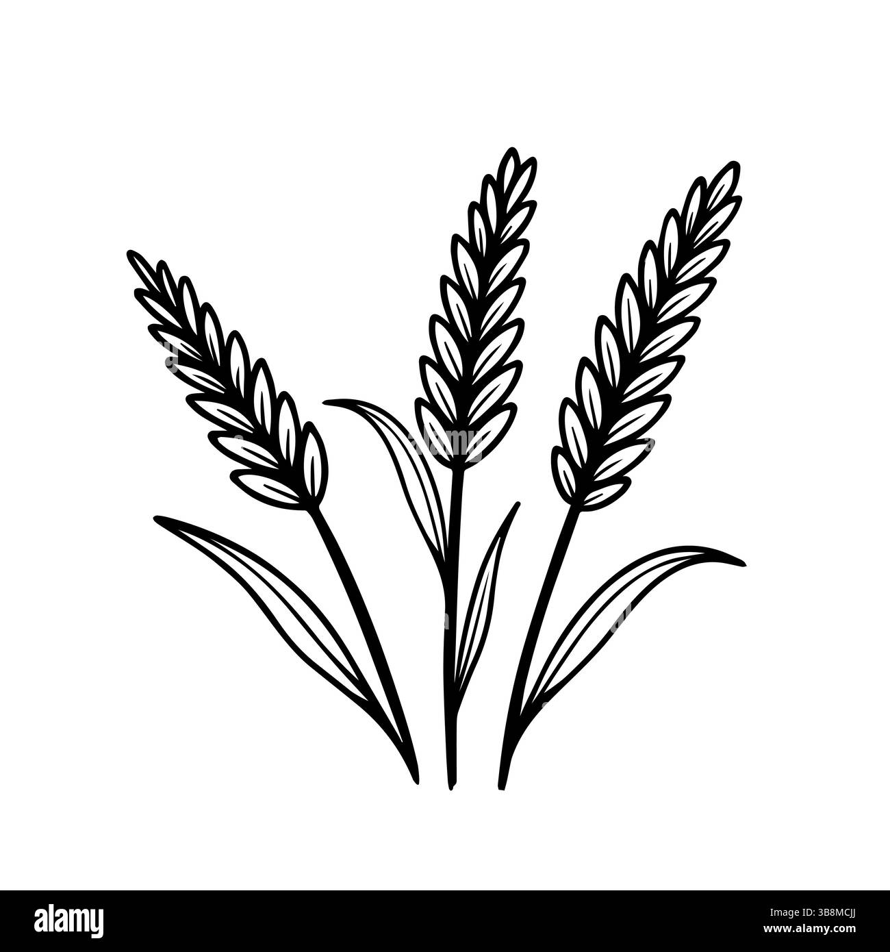 Schizzo di orecchie di grano. Illustrazione del disegno a mano vettoriale isolata sullo sfondo Illustrazione Vettoriale