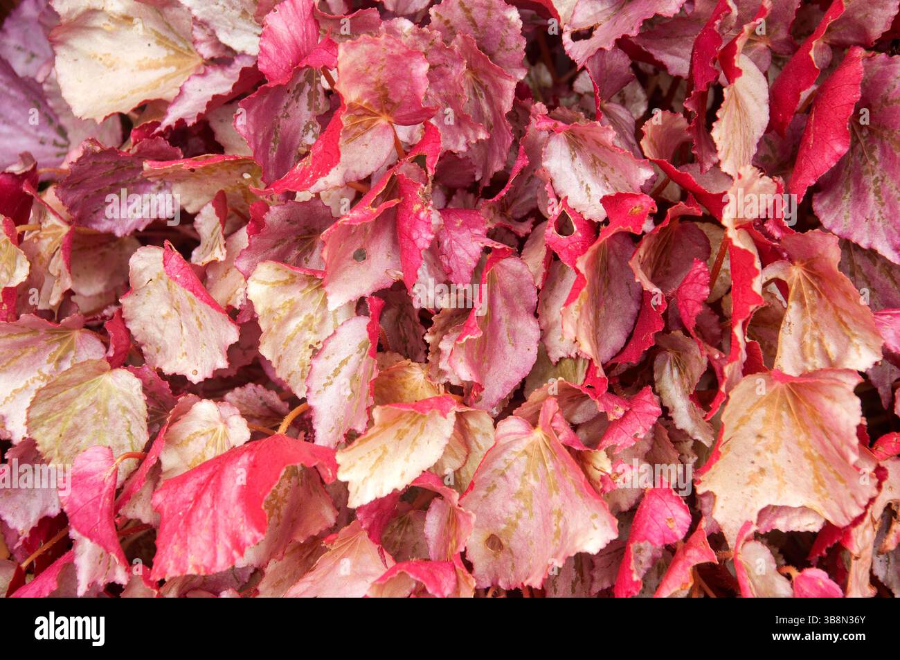 La foglia di rame (bistecca di manzo) pianta con le sue impressionanti foglie di arancio-rossastro, che aggiungono un tocco di colore al giardino Foto Stock
