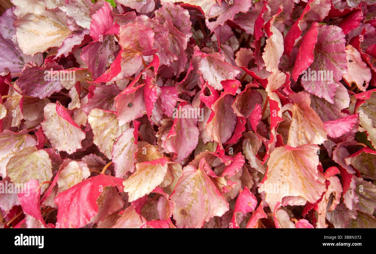 La foglia di rame (bistecca di manzo) pianta con le sue impressionanti foglie di arancio-rossastro, che aggiungono un tocco di colore al giardino Foto Stock