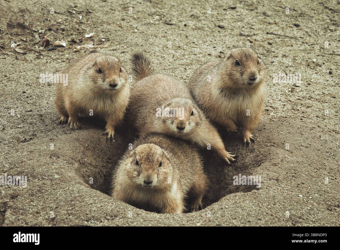 cane prateria a terra Foto Stock
