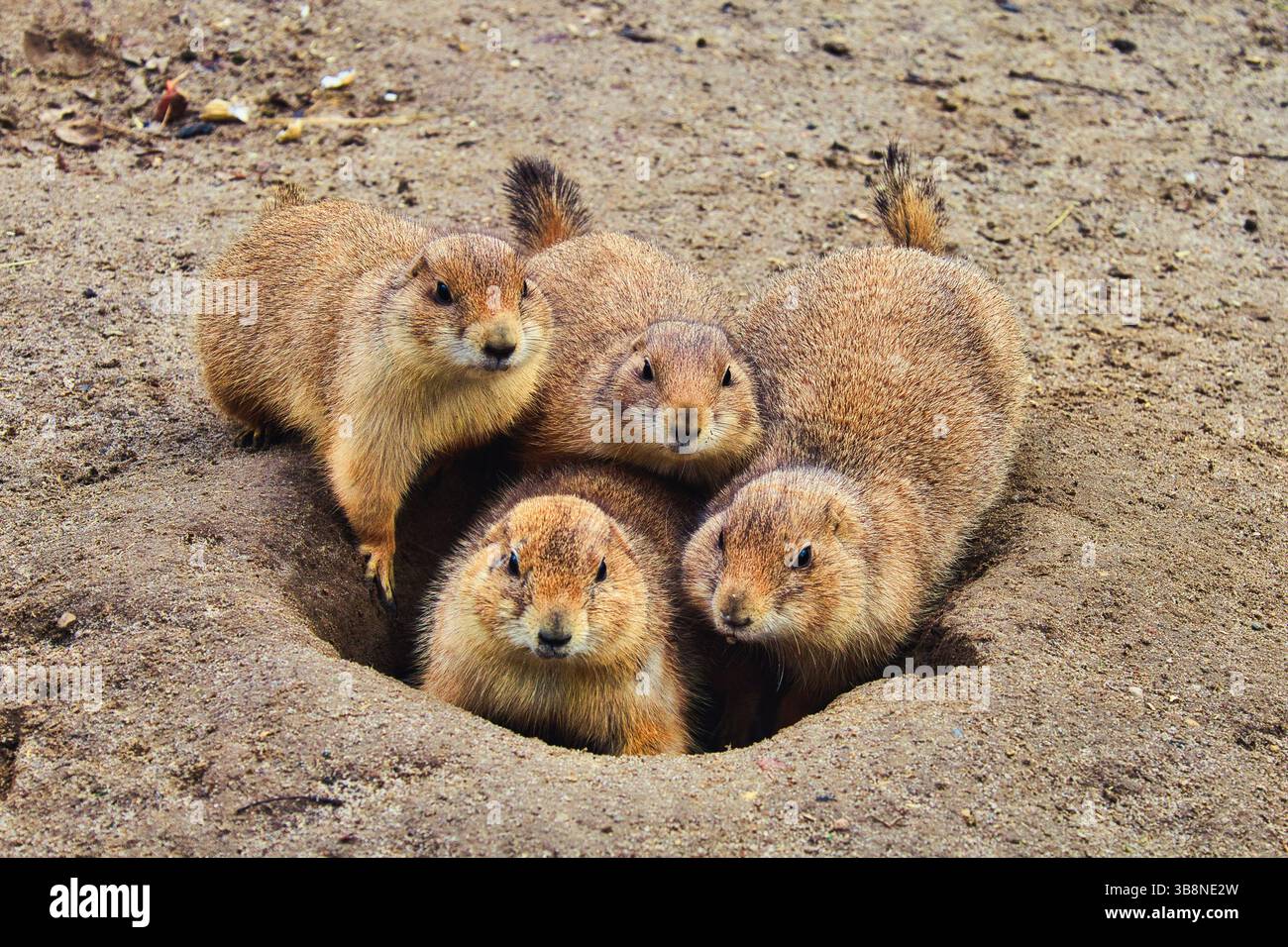cane prateria a terra Foto Stock