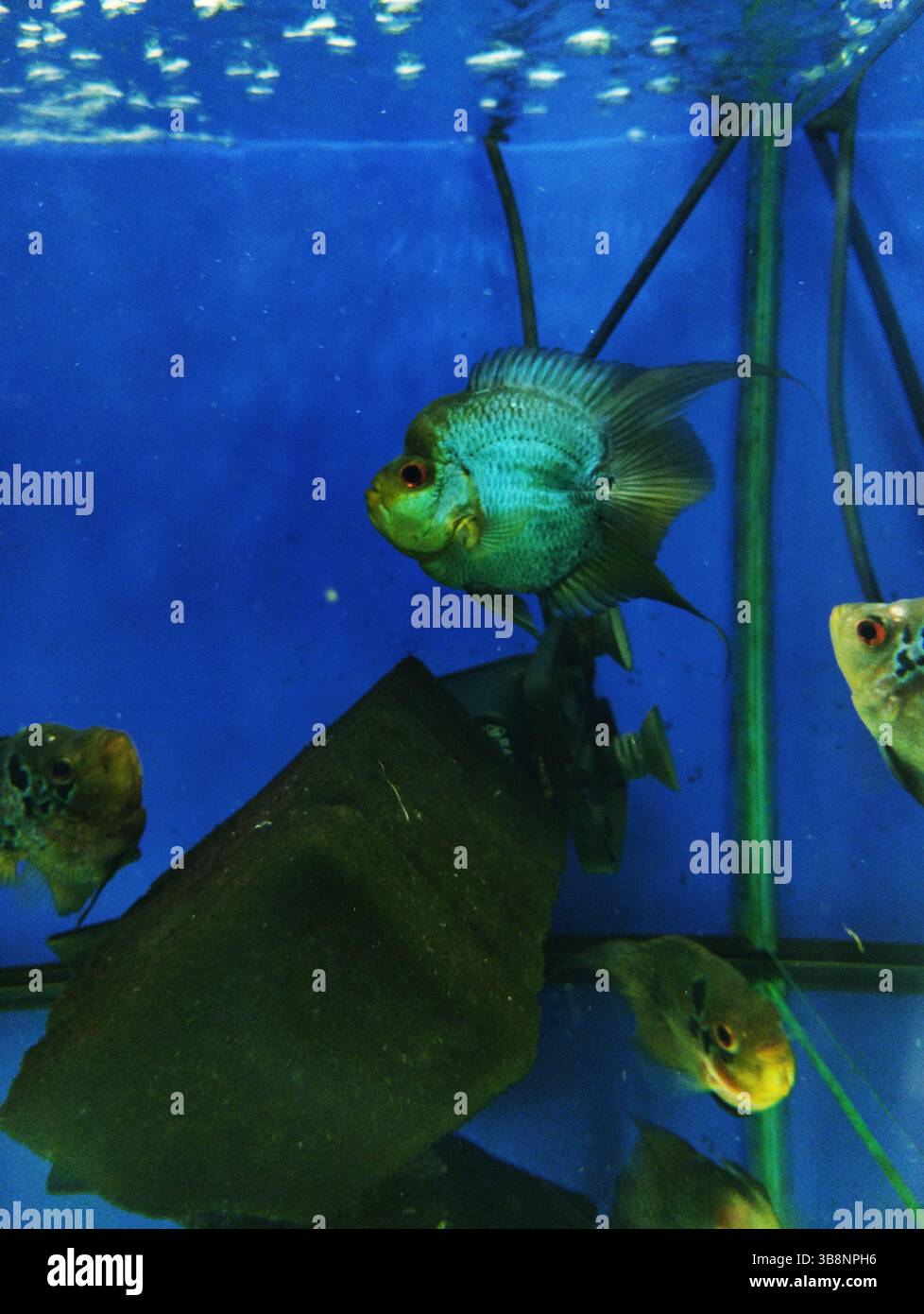 Ciclidi Flowerhorn piccoli pesci in acquario su sfondo blu. Foto Stock