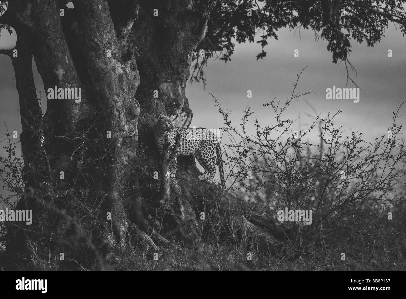 Leopardo in piedi ai piedi di un grande albero Foto Stock