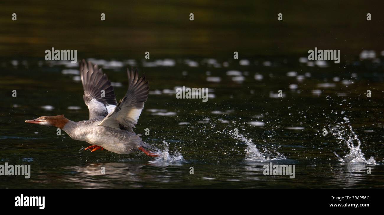 28 settembre 2023, Elkton, Oregon, Stati Uniti: Un merganser comune guadagna velocità per il volo come nelle corse sulla superficie del fiume Umpqua vicino a Elkton nell'Oregon sudoccidentale. I Merganser comuni, che sono considerati anatre, sono a volte chiamati segale, anatre di pesce o goosandre. (Immagine di credito: © Robin Loznak/ZUMA Press Wire) Foto Stock