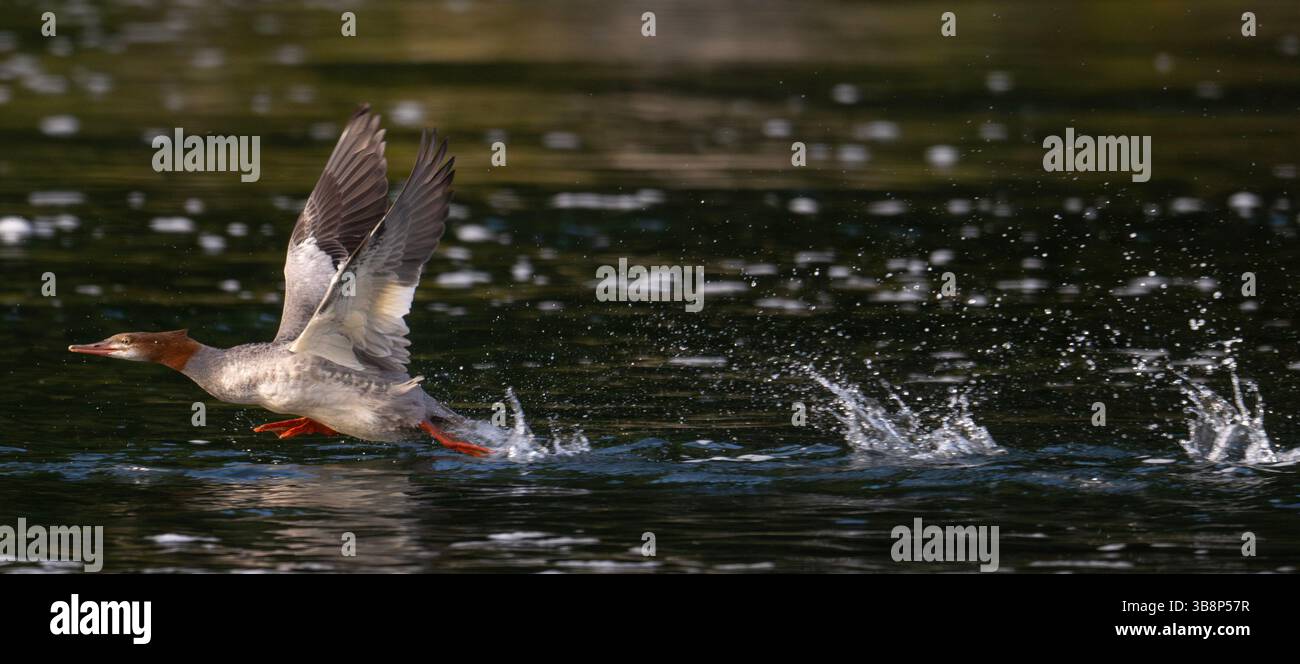 28 settembre 2023, Elkton, Oregon, Stati Uniti: Un merganser comune guadagna velocità per il volo come nelle corse sulla superficie del fiume Umpqua vicino a Elkton nell'Oregon sudoccidentale. I Merganser comuni, che sono considerati anatre, sono a volte chiamati segale, anatre di pesce o goosandre. (Immagine di credito: © Robin Loznak/ZUMA Press Wire) Foto Stock