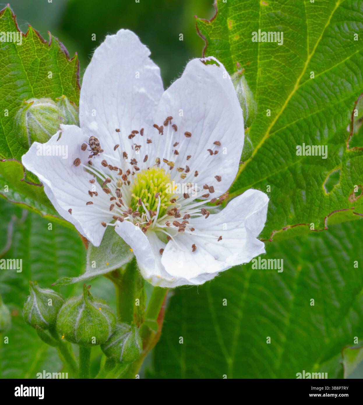 Fiore di mora bianco brillante completamente aperto con un piccolo insetto che strizza sulla parte superiore e ci sono altri boccioli sotto pronti a fiorire. Foto Stock