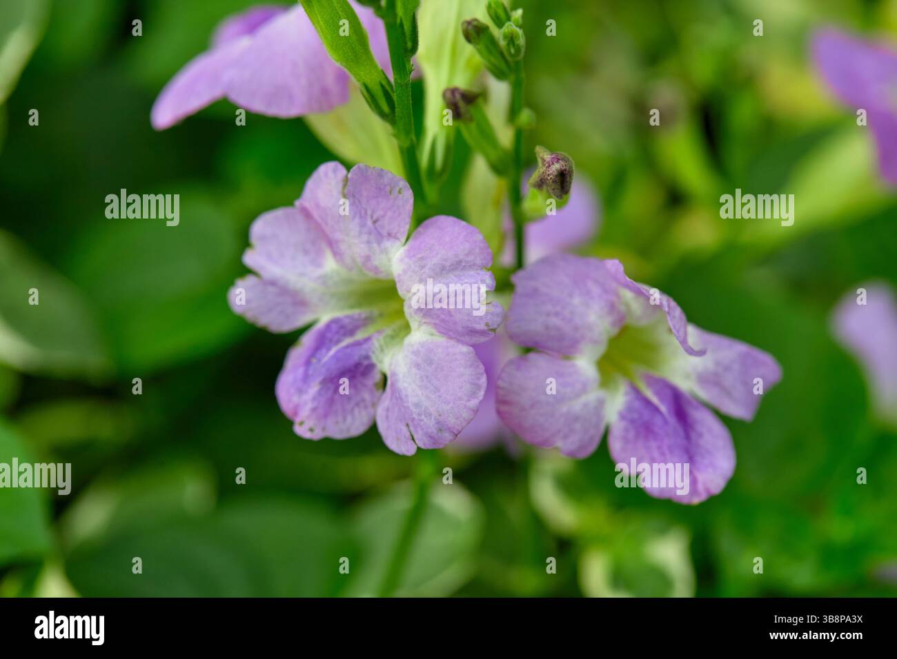 Vista ravvicinata del mini fiore di gomma variegato viola che fiorisce su piante variegate Foto Stock
