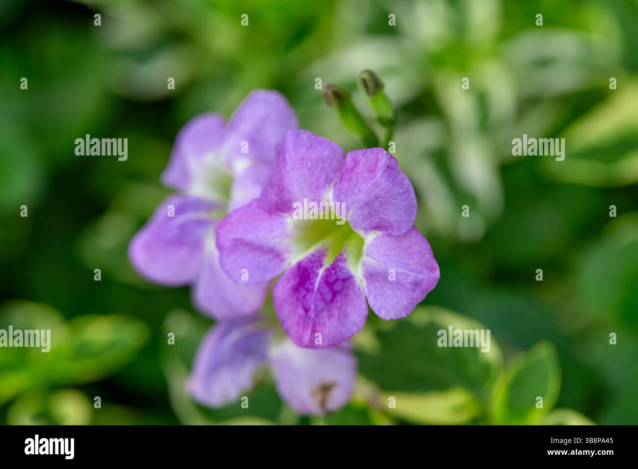 Vista ravvicinata del mini fiore di gomma variegato viola che fiorisce su piante variegate Foto Stock