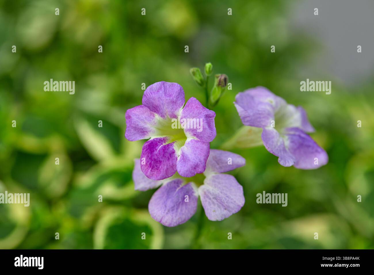 Vista ravvicinata del mini fiore di gomma variegato viola che fiorisce su piante variegate Foto Stock