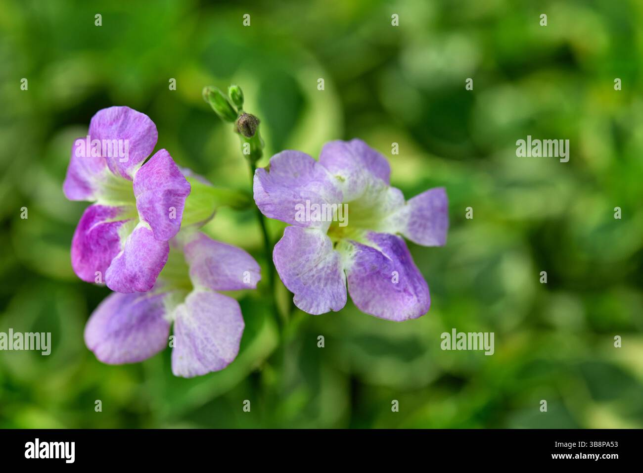 Vista ravvicinata del mini fiore di gomma variegato viola che fiorisce su piante variegate Foto Stock