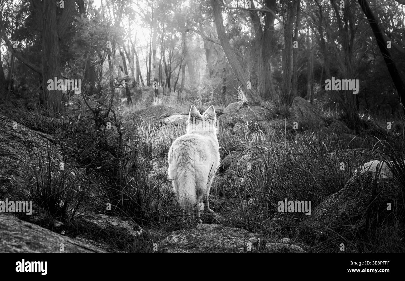 Pastore tedesco bianco e dorato Foto Stock