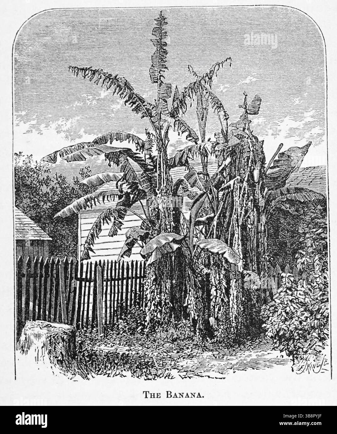 Banana Tree in Florida. illustrazione d'archivio del xix secolo Foto Stock