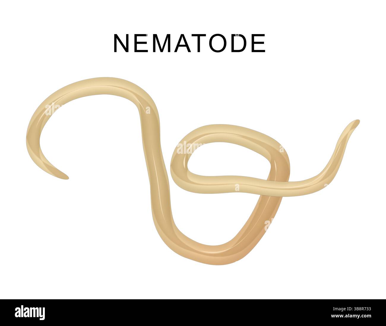 I nematodi sono vermi rotondi invertebrati Foto Stock
