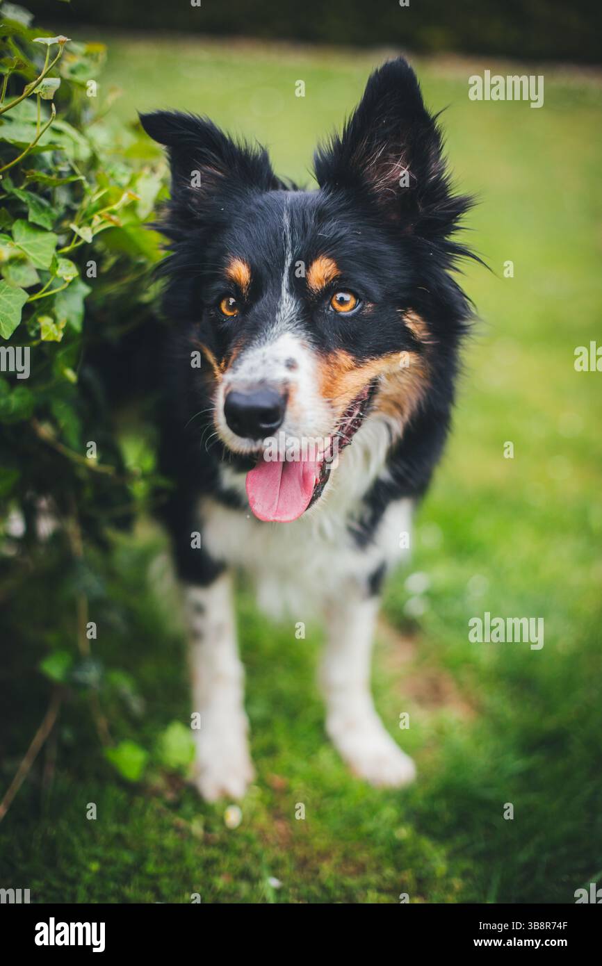 Collie di bordo Foto Stock
