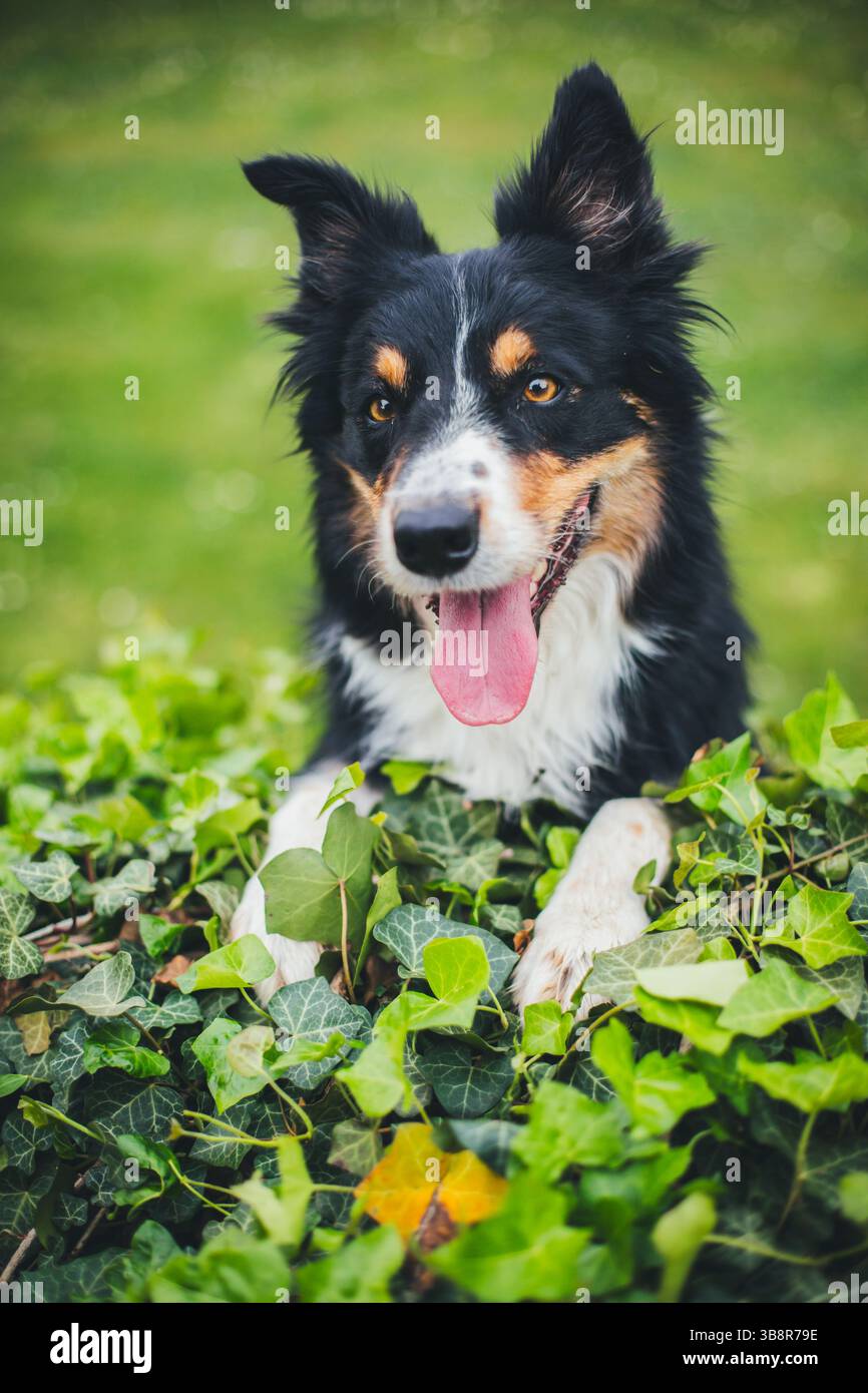 Collie di bordo Foto Stock
