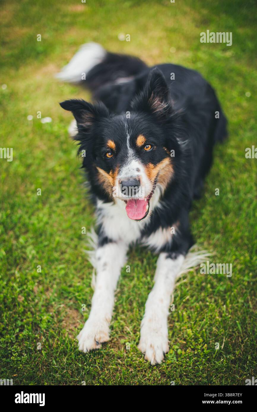 Collie di bordo Foto Stock