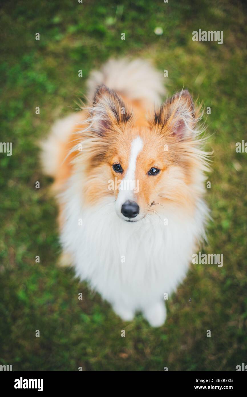 Sheepdog Shetland Foto Stock